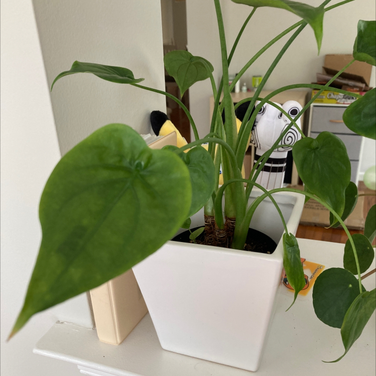 Healthy Chinese Taro plant with vibrant green heart-shaped leaves in a white ceramic pot, showing no discoloration or damage.