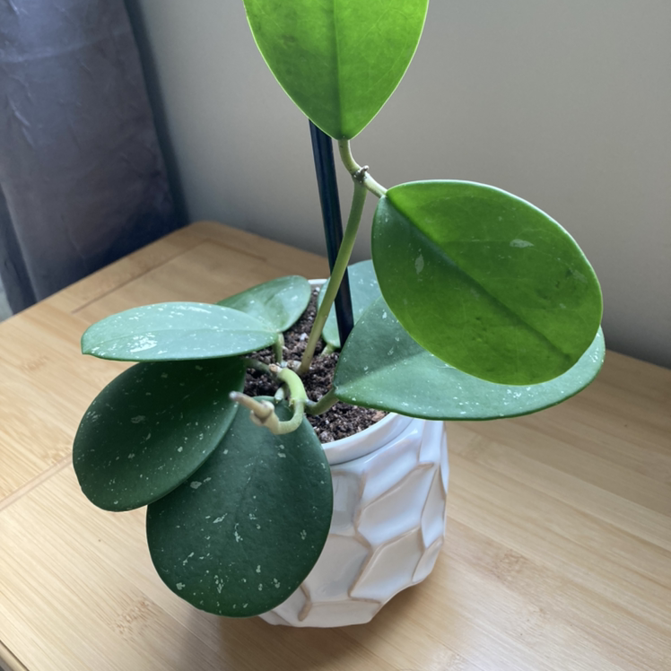 Photo of the plant species Hoya obovata by @Irisberg named Moony on Greg, the plant care app