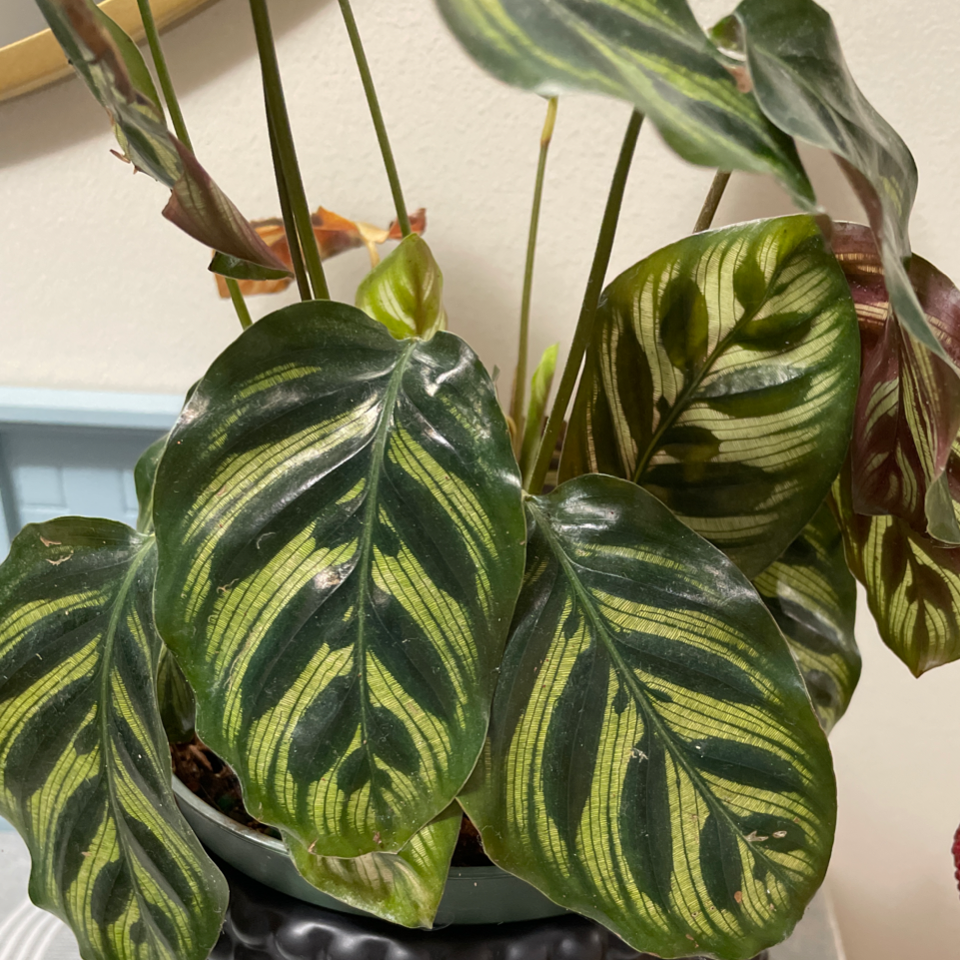 Zebra Calathea plant with striped leaves, well-framed and centered.