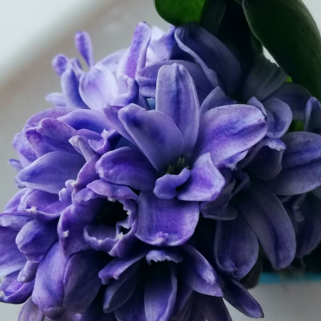 Photo of the plant species Garden Hyacinth by @Kiakaha named Jacinto violeta on Greg, the plant care app