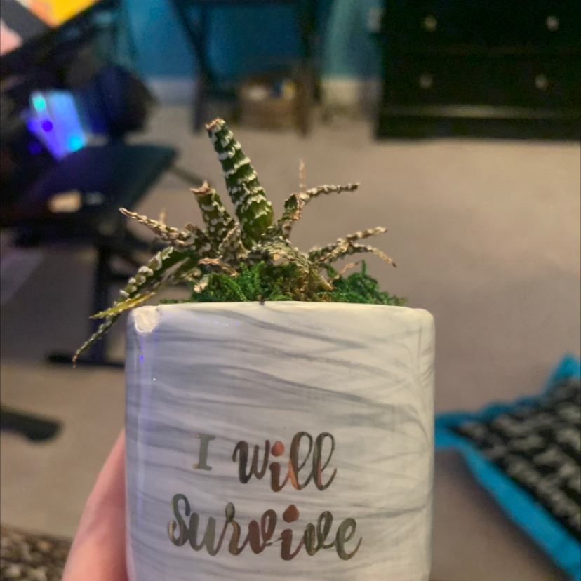 Zebra Plant plant photo by @sophieee named Crispy Dan on Greg, the plant care app.