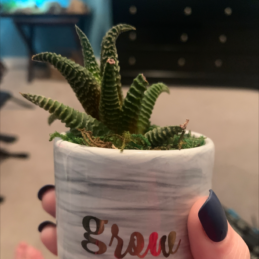 Zebra Plant plant photo by @sophieee named Fernie Mercury on Greg, the plant care app.
