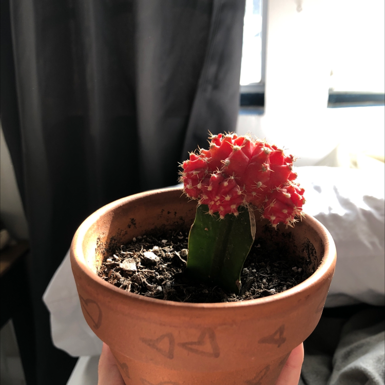 Moon Cactus plant photo by @robertsonabby47 named Apollo on Greg, the plant care app.