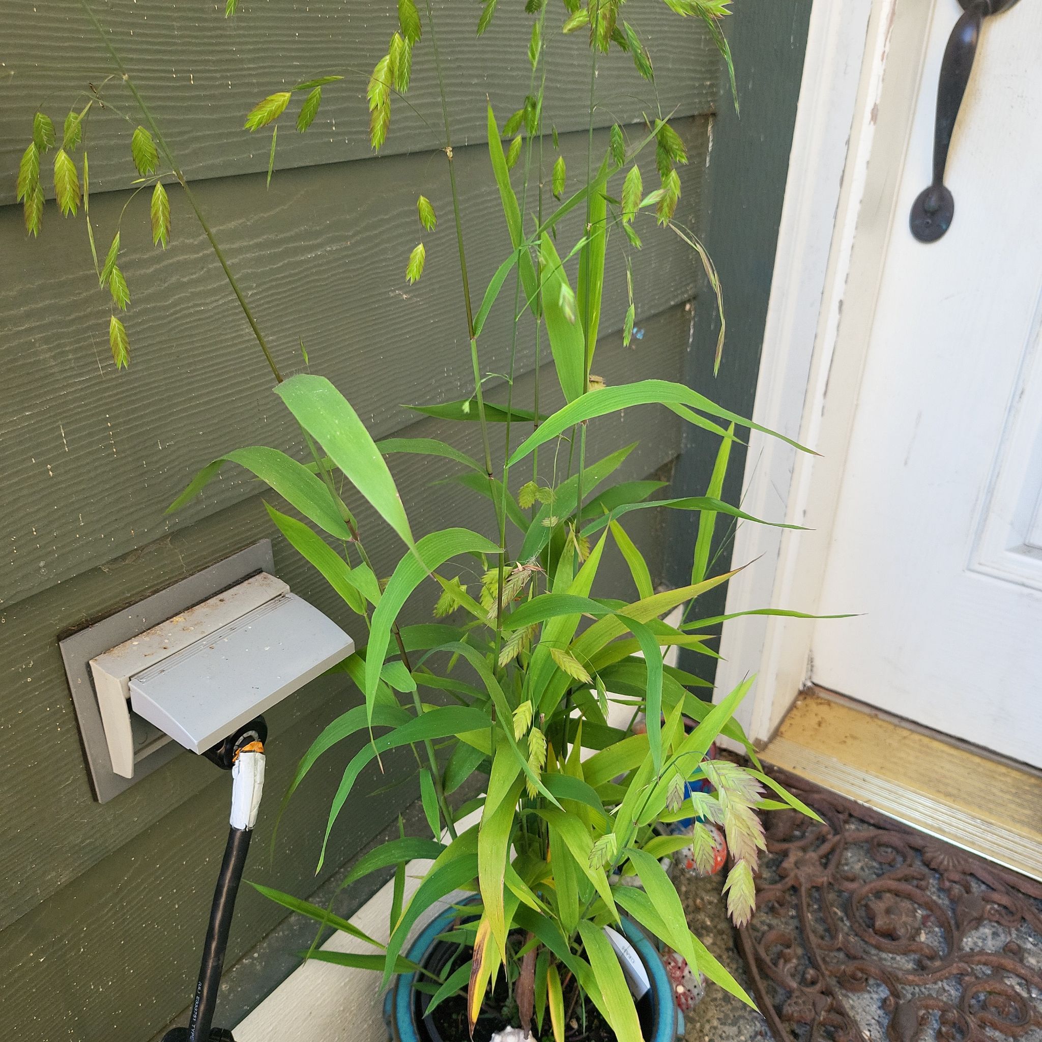 Photo of the plant species Woodland Oats by @PerkyCrystalice named Northern Sea Oats on Greg, the plant care app