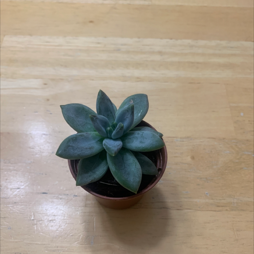Lipstick Echeveria plant photo by Lilly named Robin on Greg, the plant care app.