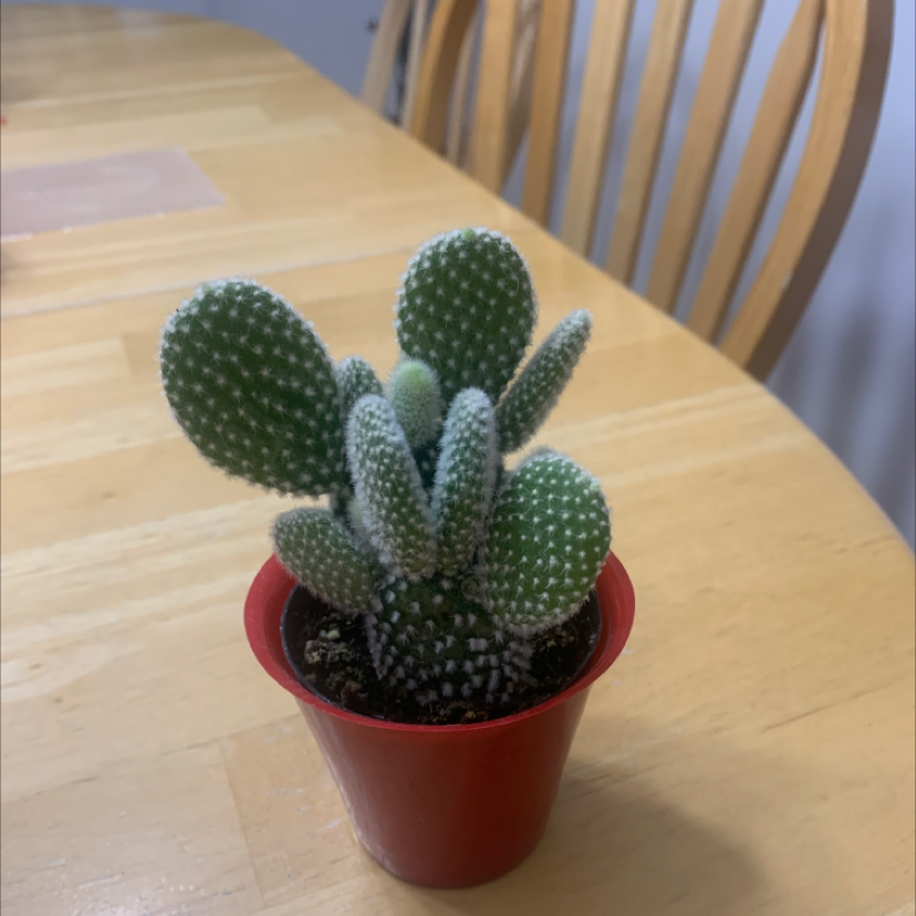 Bunny Ears Cactus plant photo by Lilly named Clifford on Greg, the plant care app.