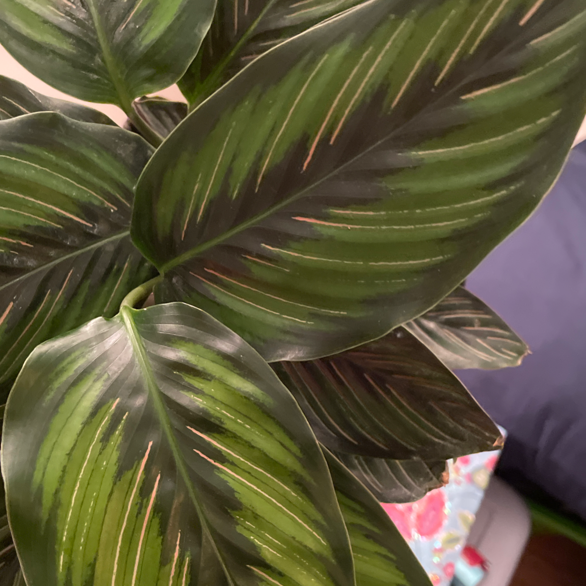Pinstripe Calathea with dark green leaves and light green and pinkish stripes.