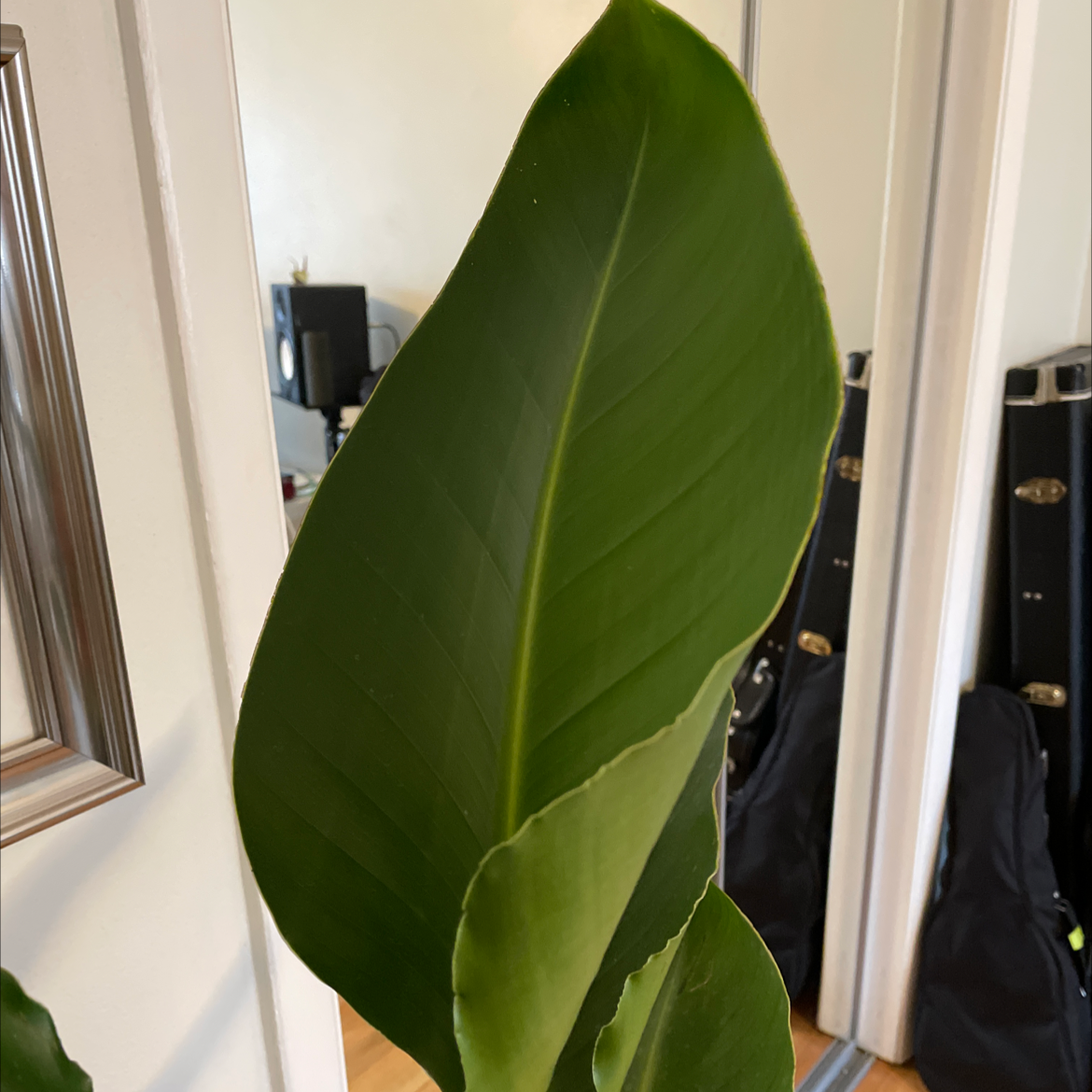 Healthy, thriving White Bird of Paradise houseplant with large green paddle-shaped leaves near a window.
