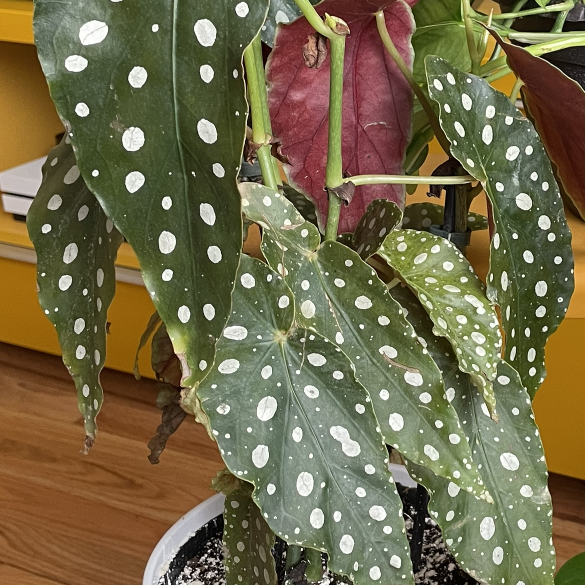 Polka Dot Begonia with white spots on leaves, some yellowing and browning visible.