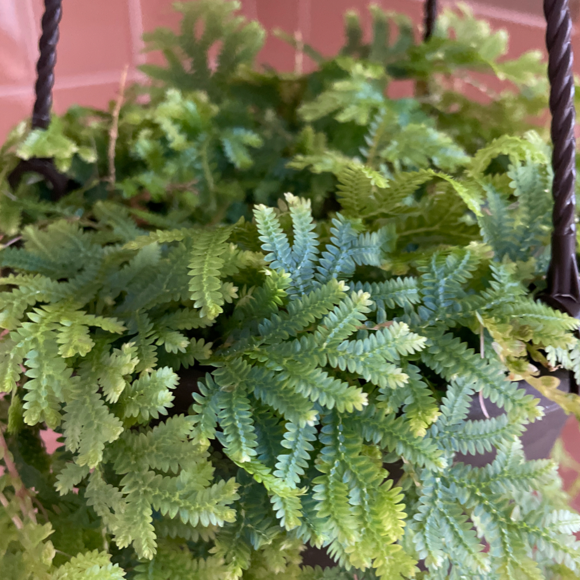 Photo of the plant species Club Moss by @leahstray named Mossimo Vignelli on Greg, the plant care app