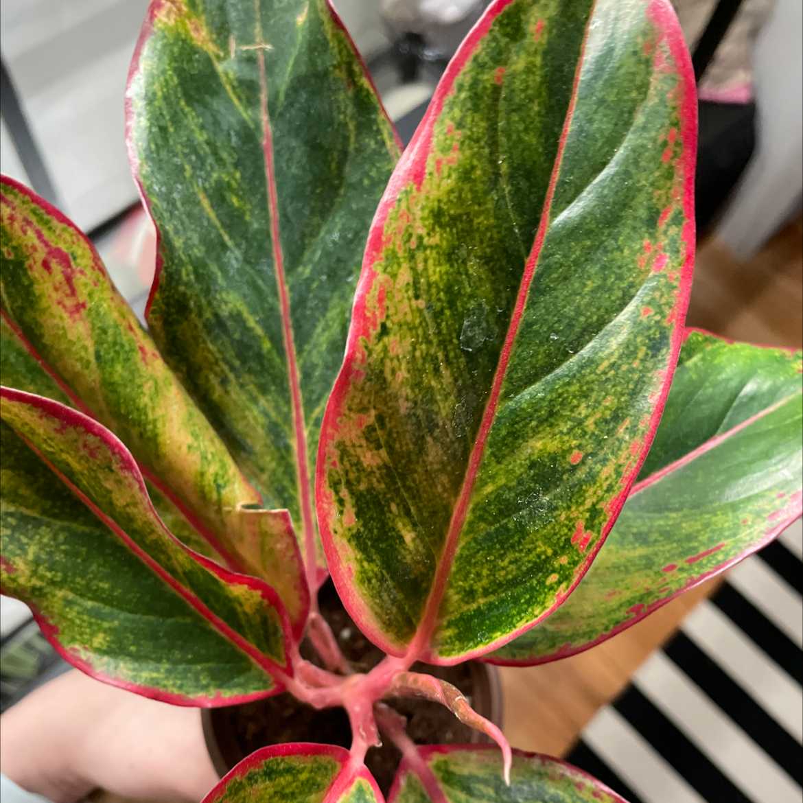 Aglaonema 'Sparkling Sarah' with variegated green and pink leaves, held by a hand.