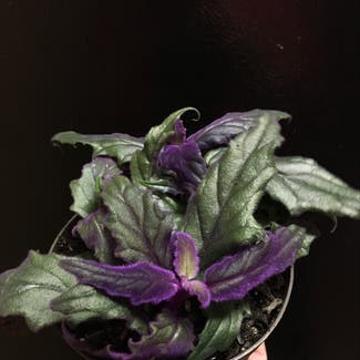 Purple Velvet Plant plant in Boise, Idaho