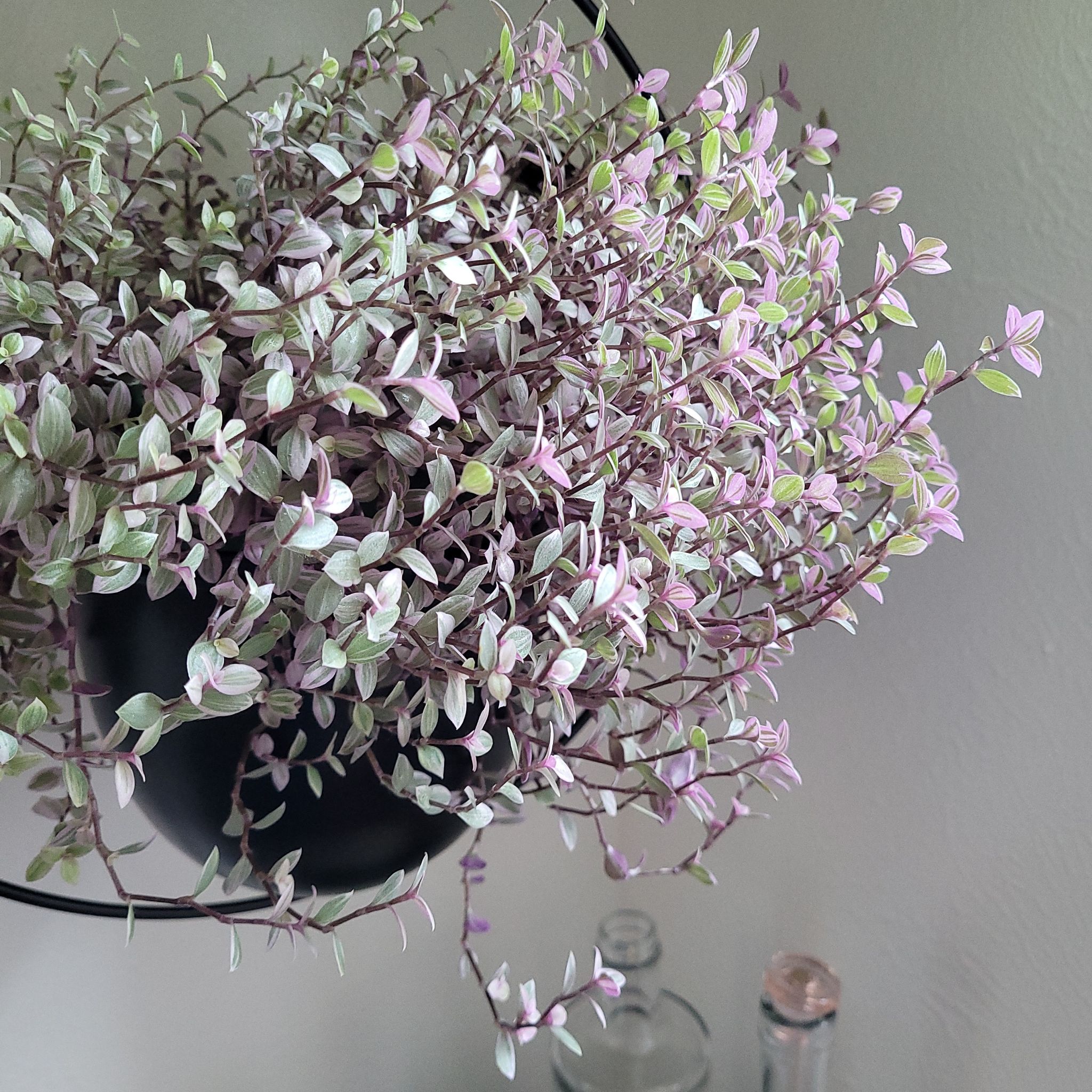 Photo of the plant species Creeping Inch Plant by @JesterApricot named Panther on Greg, the plant care app