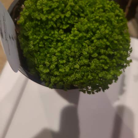 Photo of the plant species Emerald Isle Spikemoss by @FabTurmeric named Moss on Greg, the plant care app