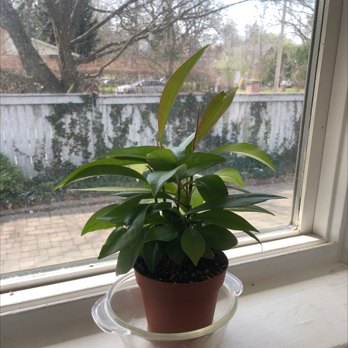 Shoebutton plant in a pot on a windowsill with healthy green leaves.
