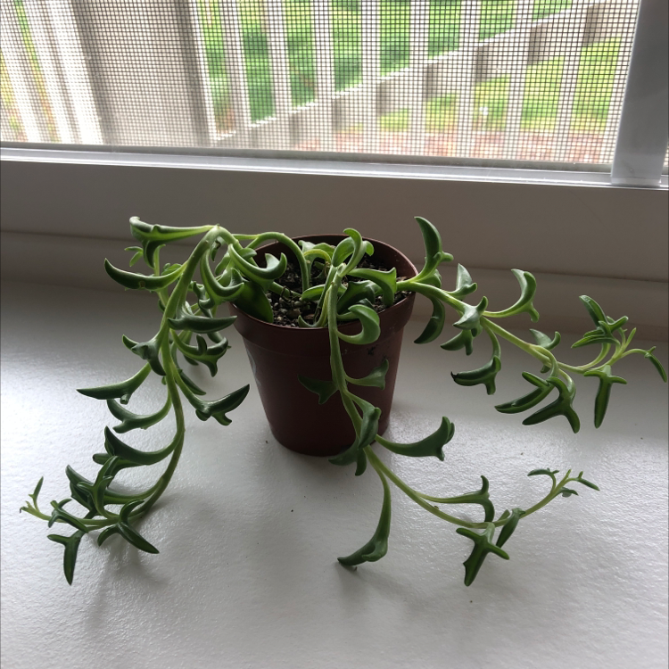 Photo of the plant species String of Dolphins by @bonk named Your plant on Greg, the plant care app