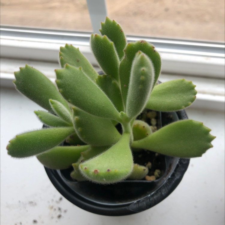 Photo of the plant species Bear's Paw by @bonk named bubbles on Greg, the plant care app