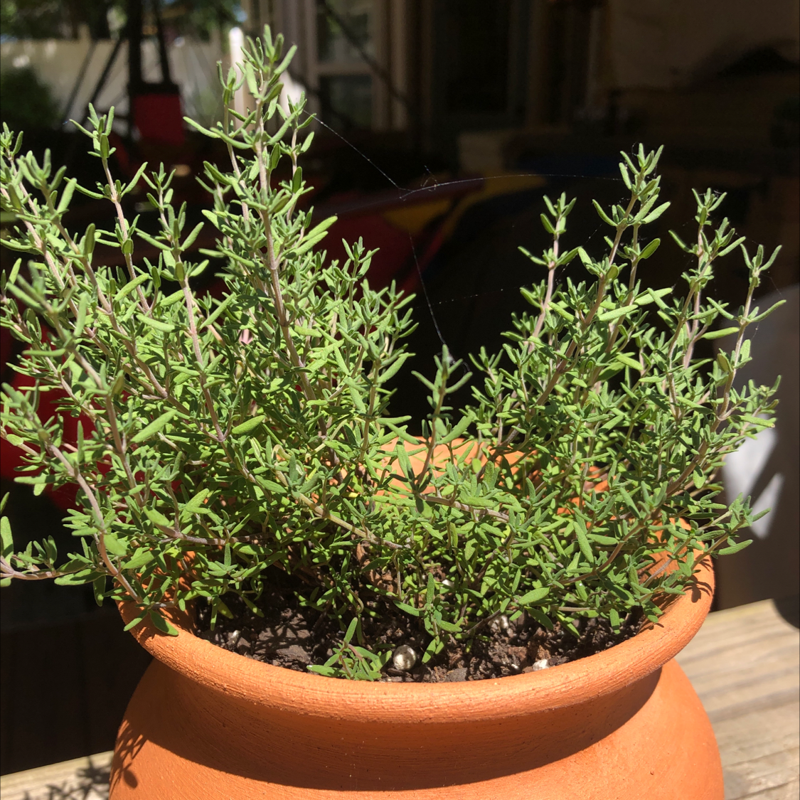 Why Are the Leaves on My Common Thyme Turning Yellow?