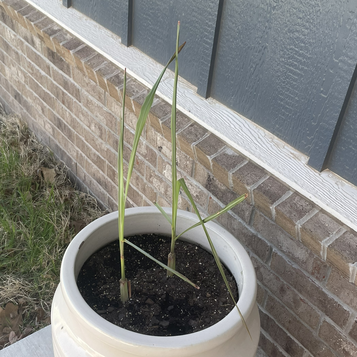 Potted Lemon Grass plant with long, narrow leaves in an outdoor setting.