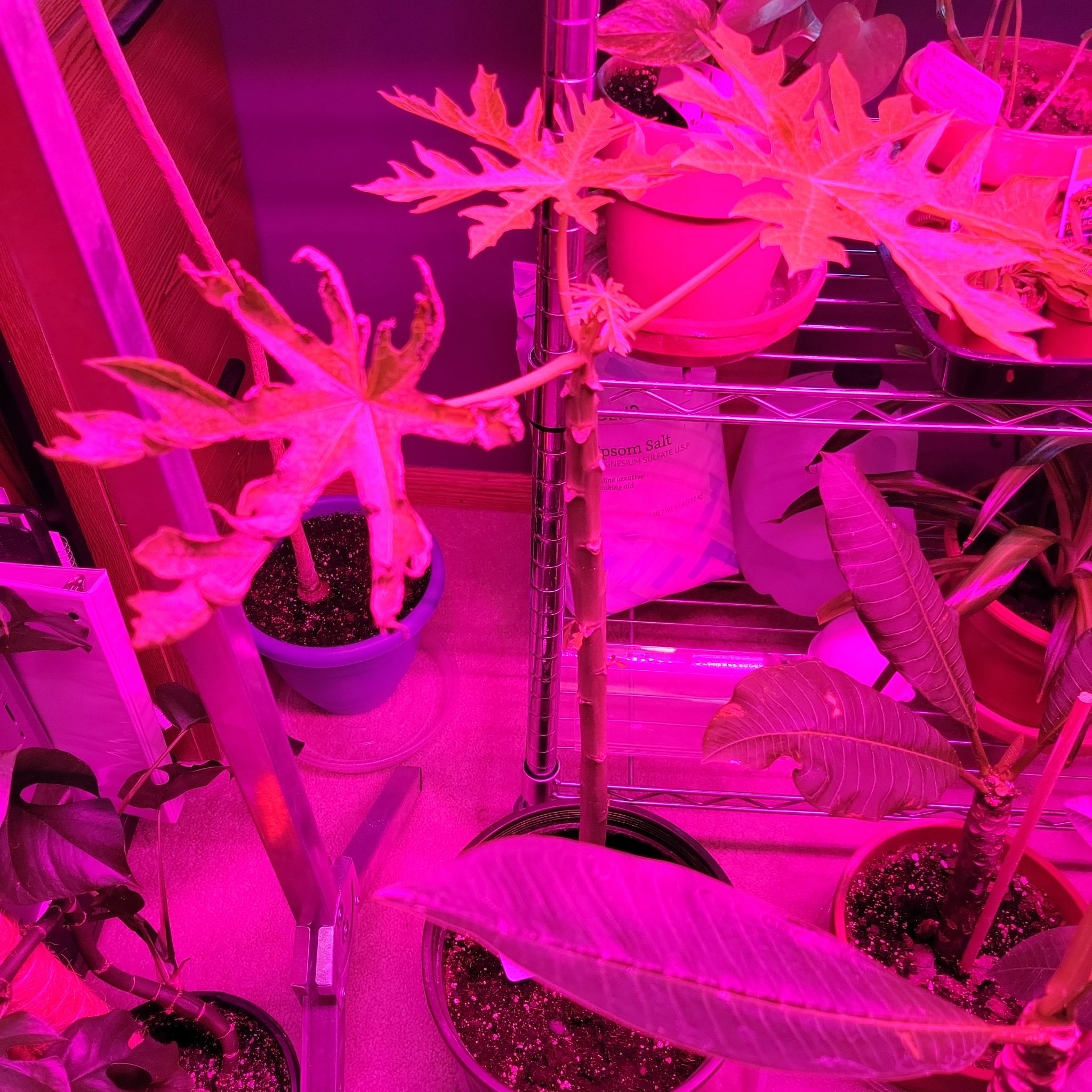Papaya plant under artificial lighting with visible yellowing and browning leaves.
