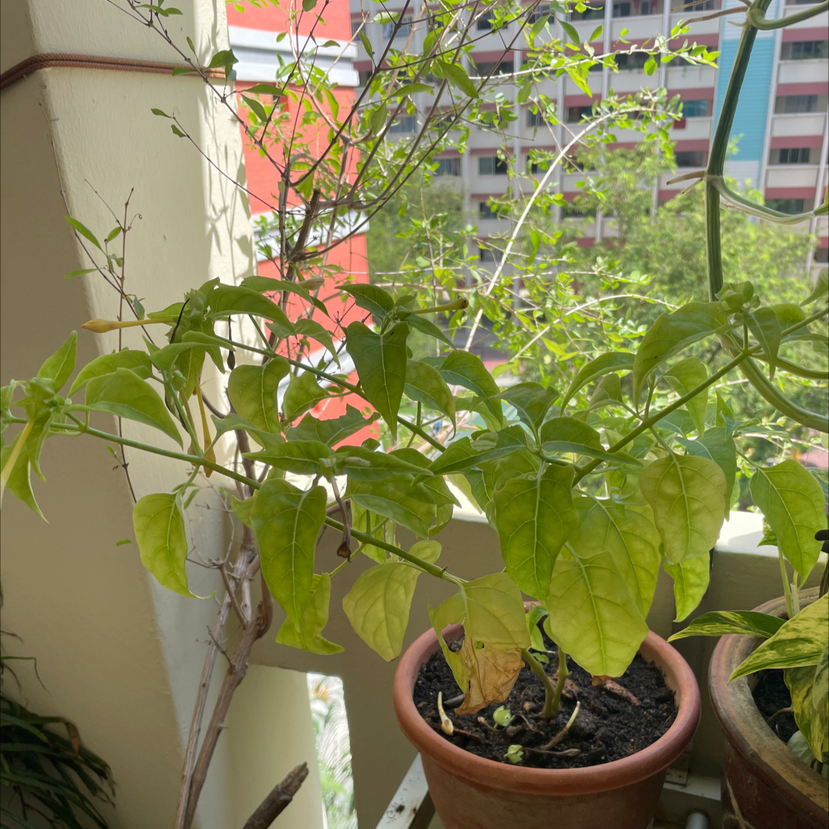Marvel of Peru plant photo by @plantiee named Scarlett on Greg, the plant care app.