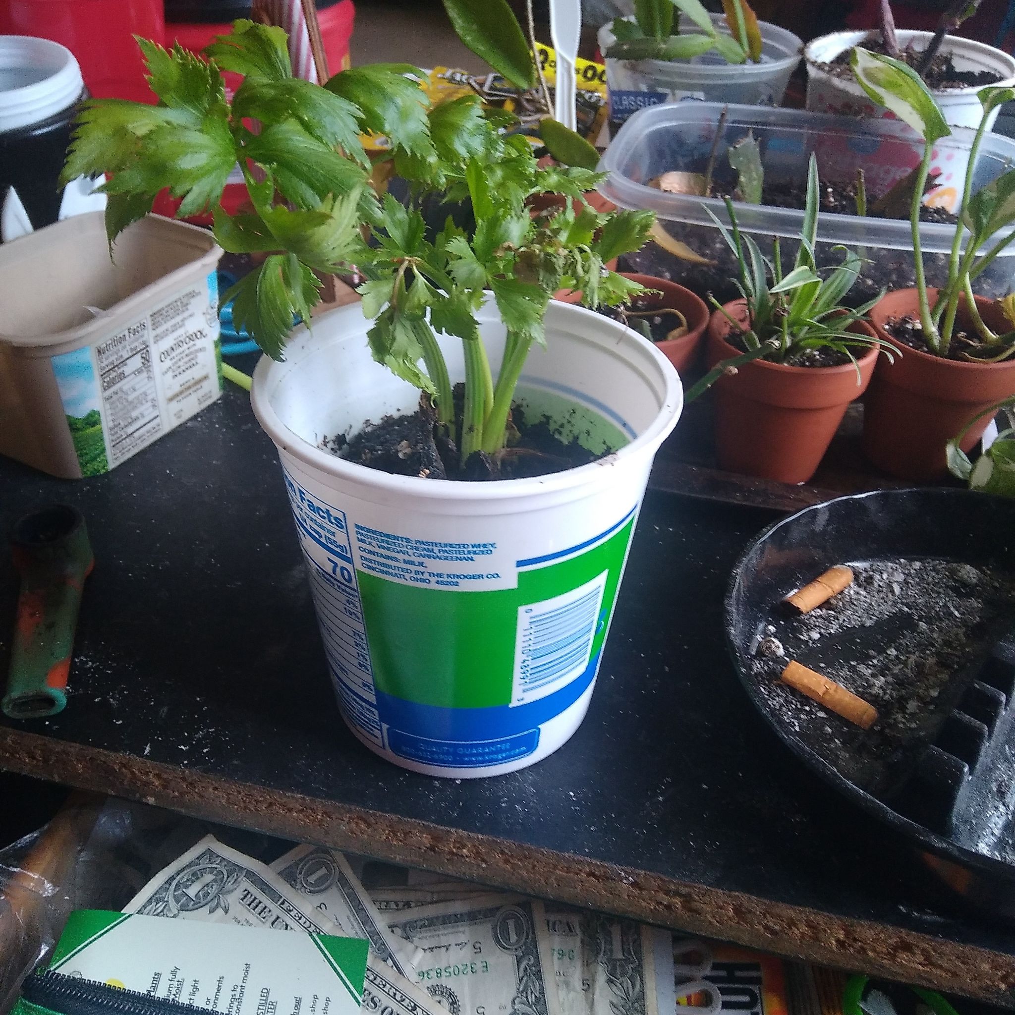 Leaf Celery plant in a plastic container with other plants and gardening tools in the background.