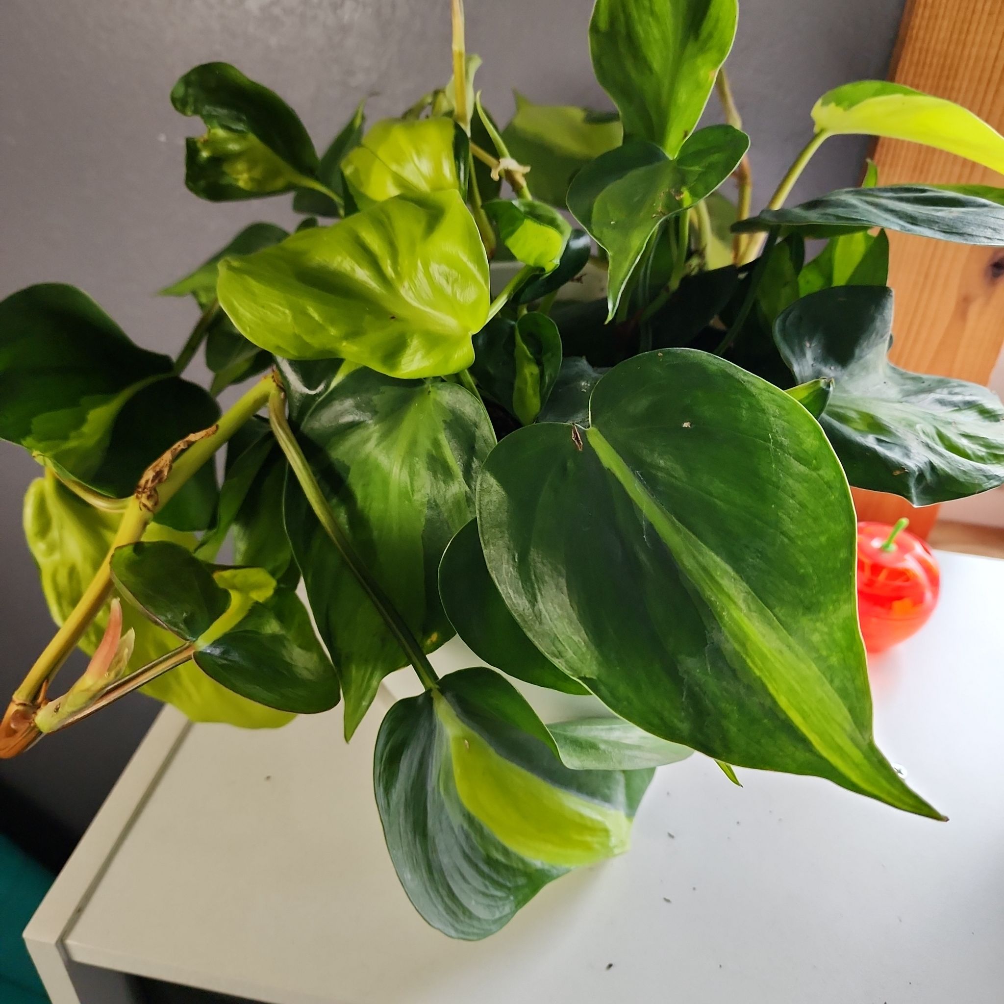 Philodendron 'Cream Splash' with green and yellowing leaves in a pot on a white surface.