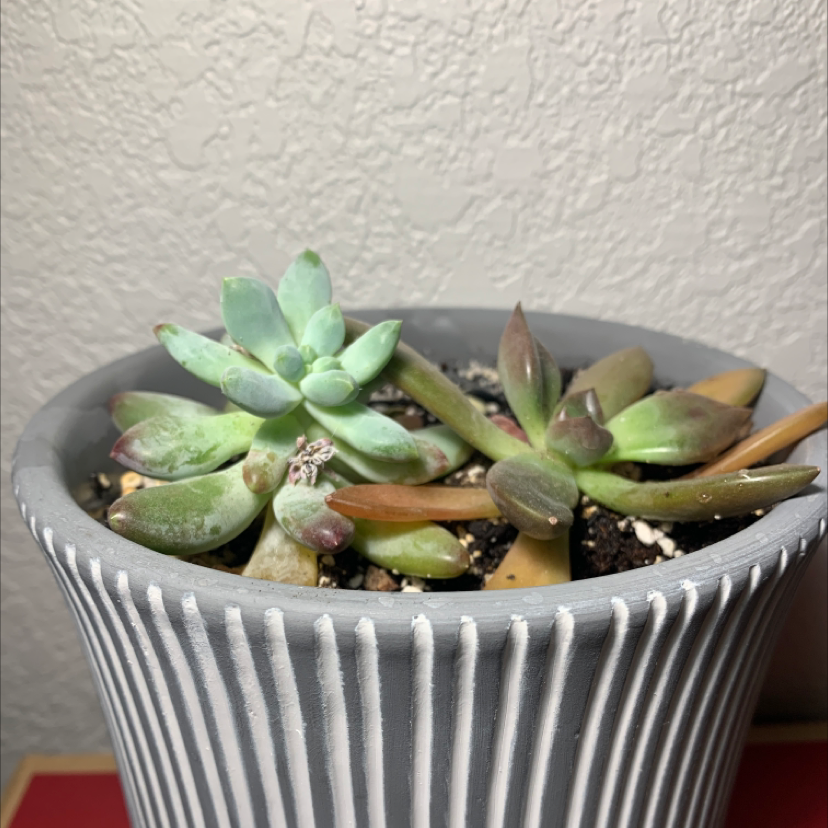 Potted Sand Rose succulent with some browning leaves and visible soil.