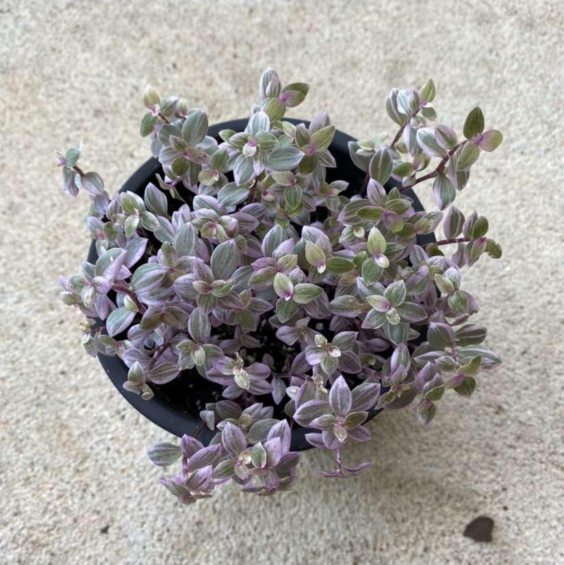 Healthy Creeping Inch Plant in a black pot with dense purple and green trailing foliage.