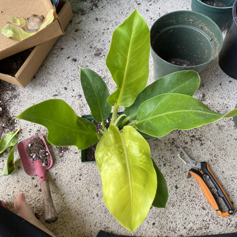 Photo of the plant species Philodendron 'Moonlight' by @sk named Mu on Greg, the plant care app