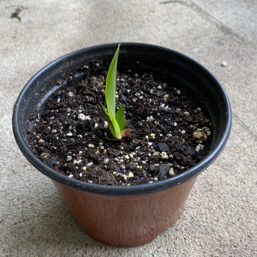 Photo of the plant species Barbosa Lily by @sk named A Dead Man Walking on Greg, the plant care app