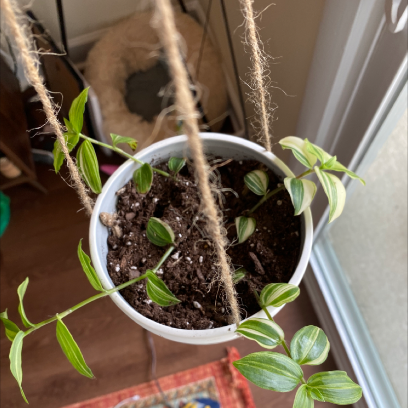 Small potted spiderwort plant with thin green leaves growing in soil, sitting on a sunny windowsill.