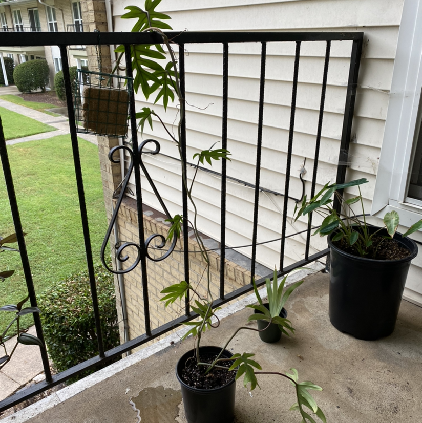 Philodendron mayoi plant in a pot on a balcony, appears healthy with visible soil.