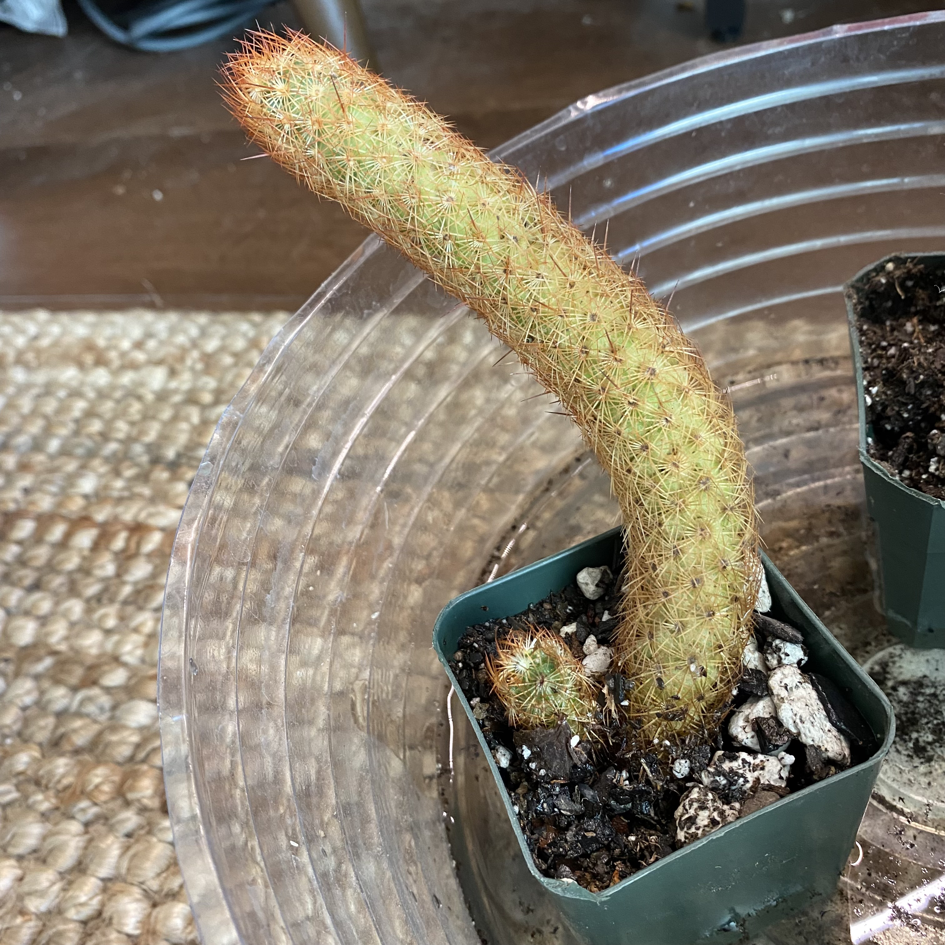 Potted Lady Finger Cactus with a long, curved stem covered in spines.