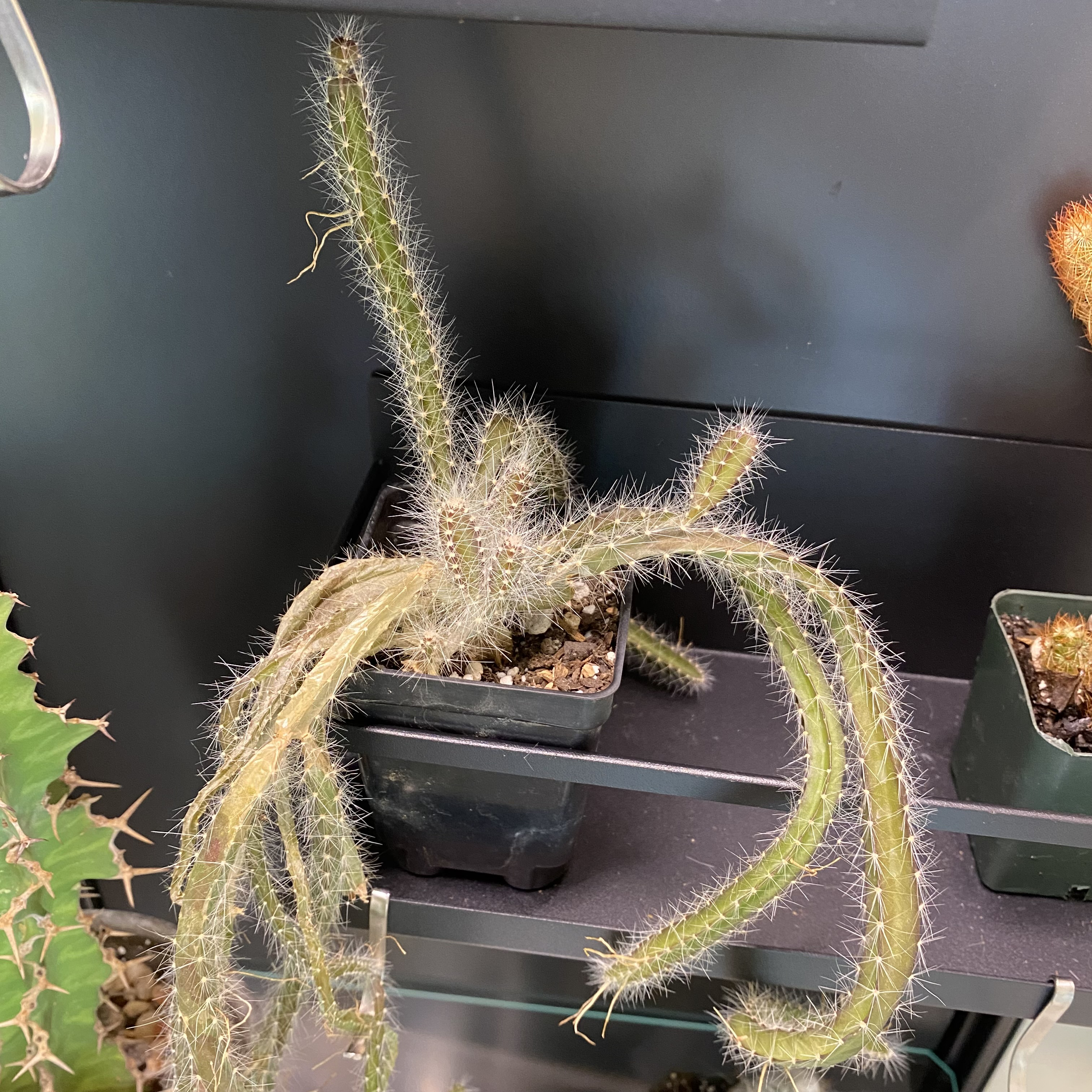 Rat Tail Cactus in a small pot with elongated, trailing stems and spines.