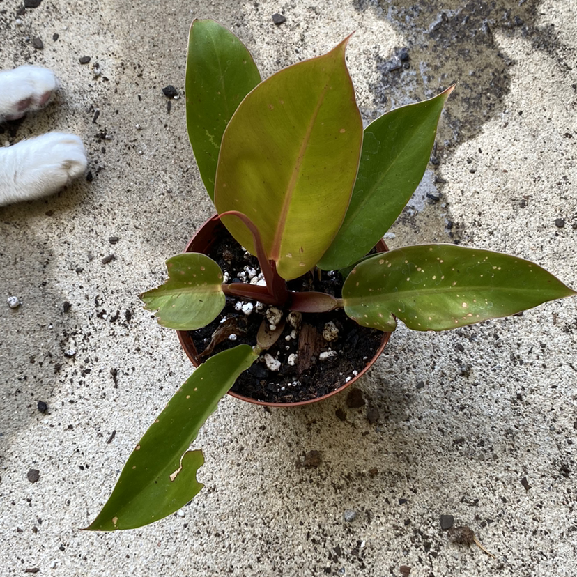 Philodendron Prince of Orange plant in a small pot with visible soil and minor leaf discoloration.