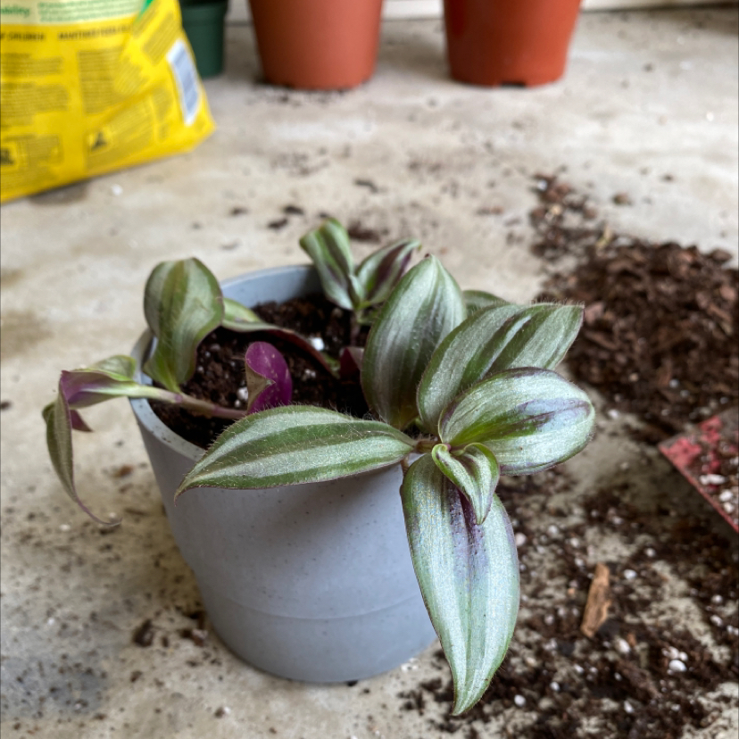 Spiderwort plant photo by @sk named Sanders on Greg, the plant care app.