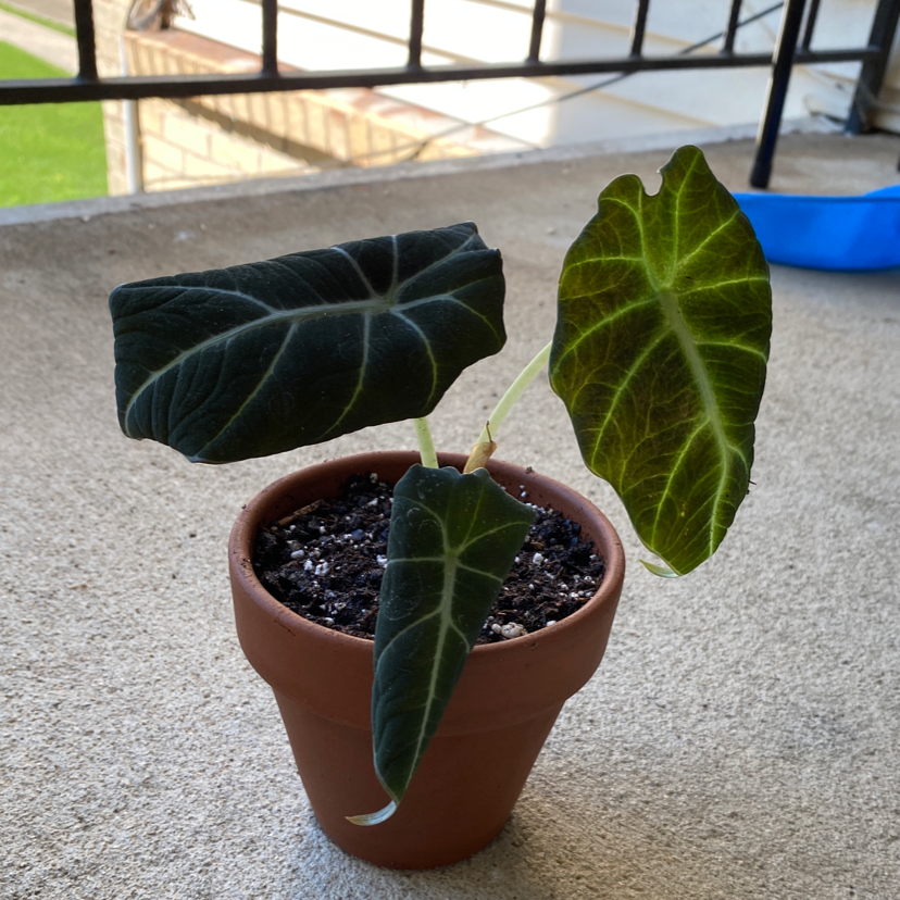 Photo of the plant species Black Velvet Alocasia by @sk named Gobi on Greg, the plant care app