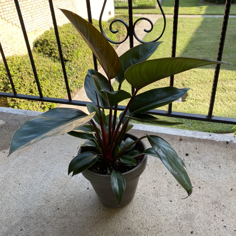 Philodendron 'Red Congo' plant in a pot on a concrete surface, healthy with dark green leaves and red stems.