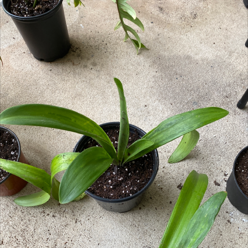 Photo of the plant species Barbosa Lily by @sk named Amy Rillis on Greg, the plant care app