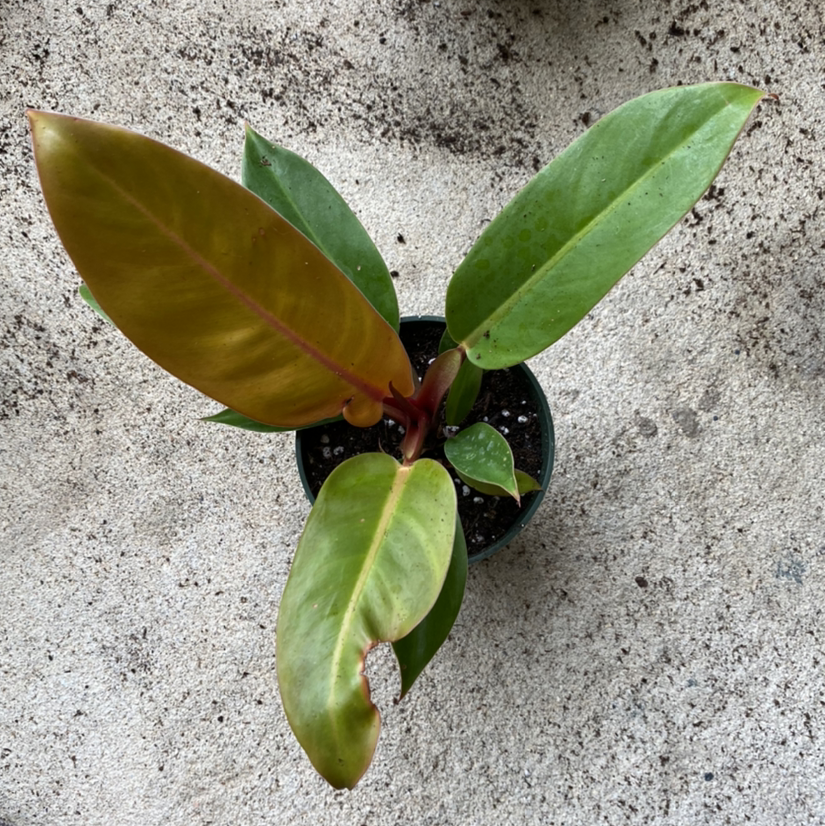 Philodendron Prince of Orange plant with green and orange leaves in a pot.