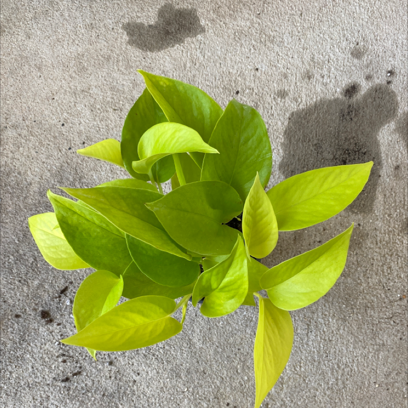 Neon Pothos plant with vibrant green leaves, well-framed and in focus.