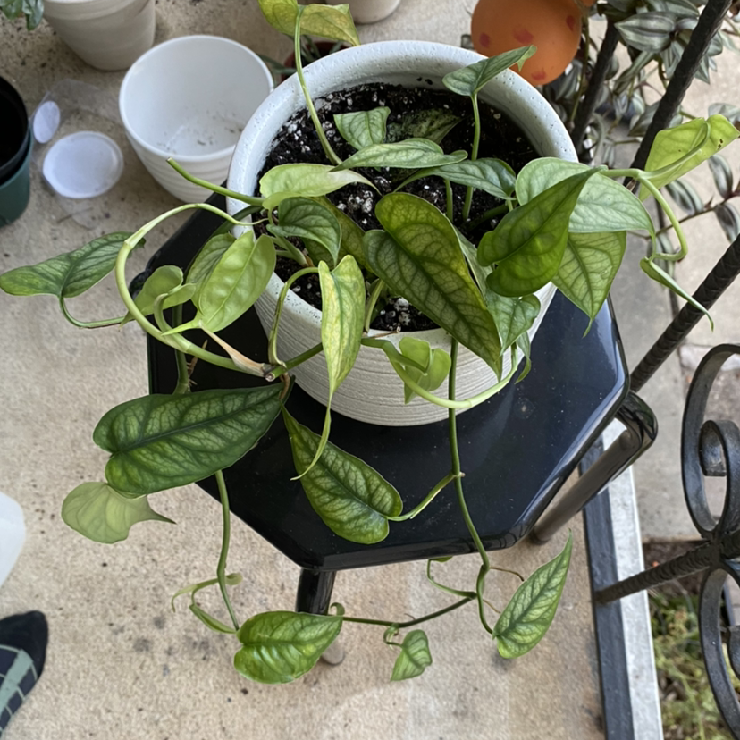 Potted Silver Monstera plant with heart-shaped leaves and visible soil.