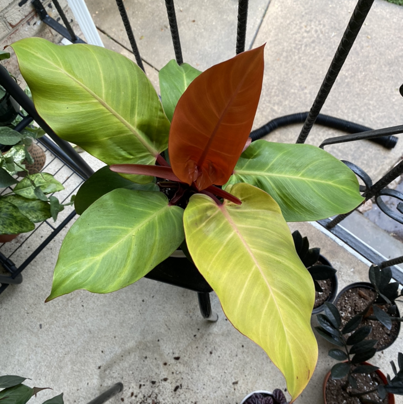 Photo of the plant species McColley's Finale by @sk named Orwell on Greg, the plant care app