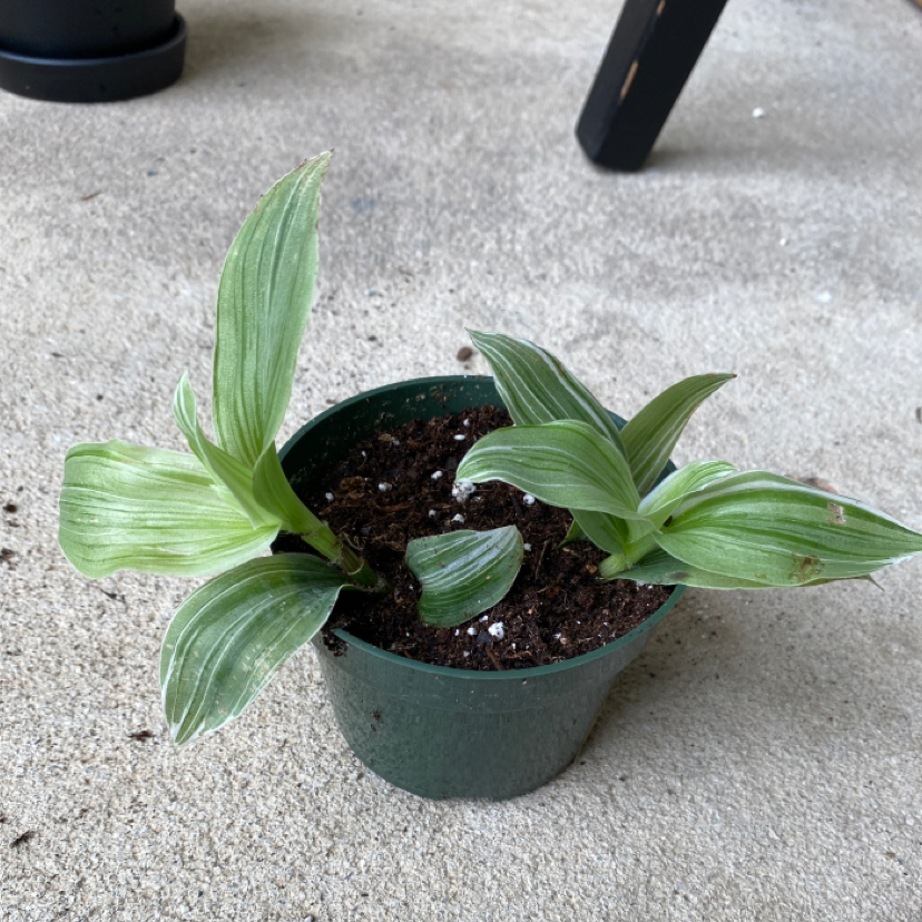 Photo of the plant species Tradescantia albiflora 'Albovittata' by @sk named Cheapo on Greg, the plant care app
