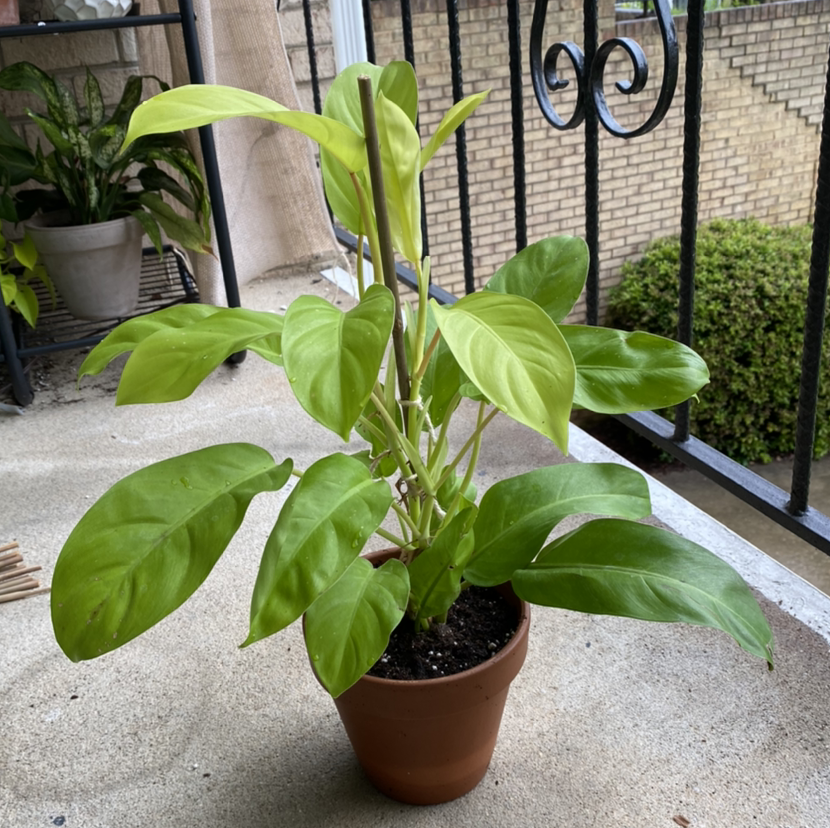 Philodendron Lemon Lime plant in a terracotta pot on a concrete surface.