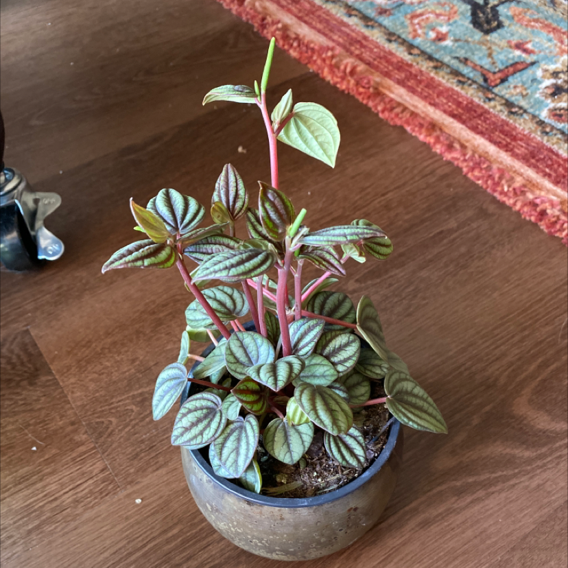 Photo of the plant species Peperomia piccolo banda by @sk named Ronaldo on Greg, the plant care app