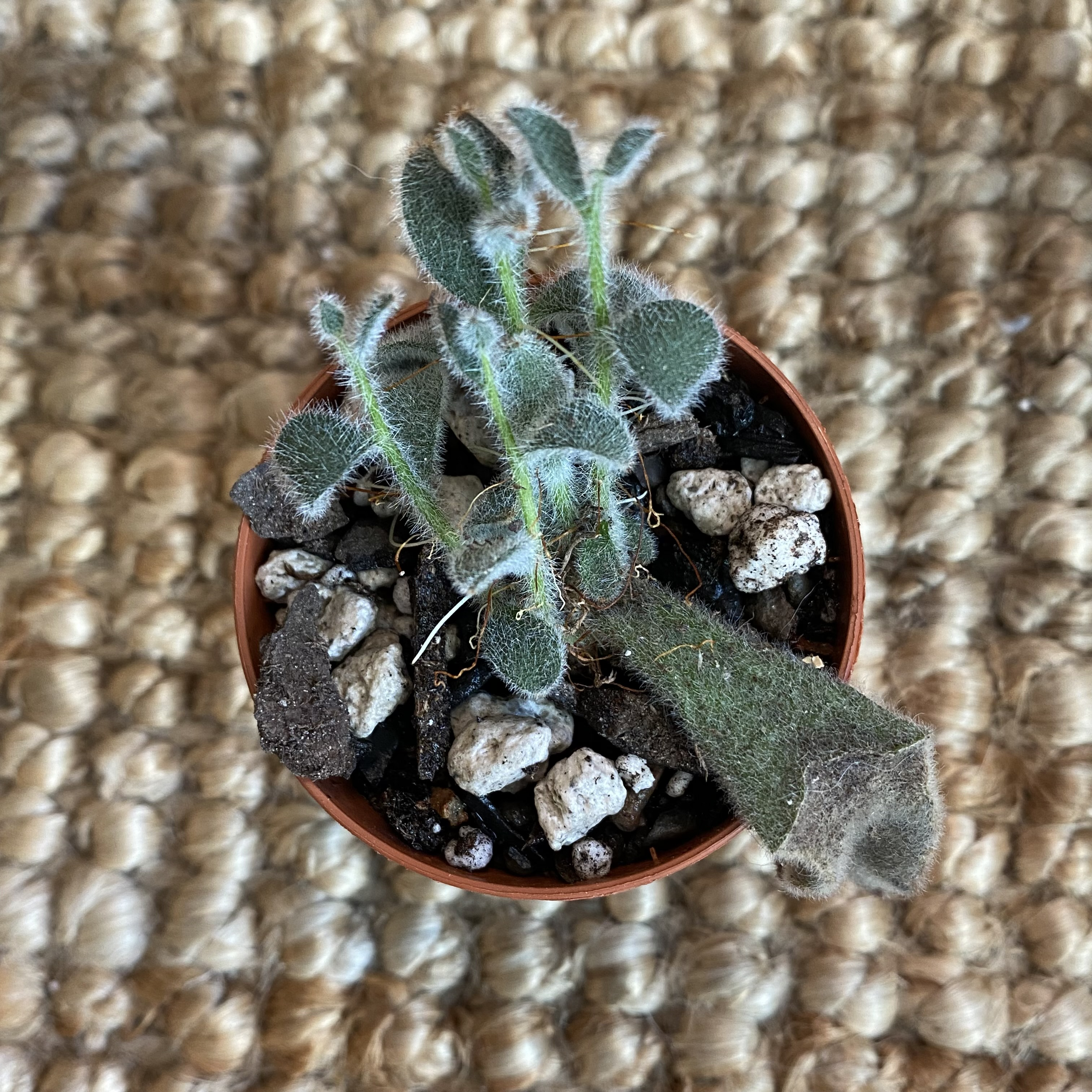 Panda Plant in a small pot with visible soil and rocks. One leaf shows browning.