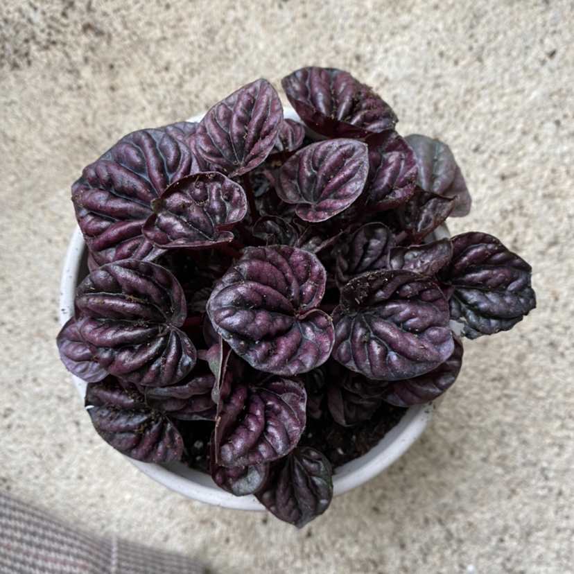 Potted Emerald Ripple Peperomia with dark, textured leaves.