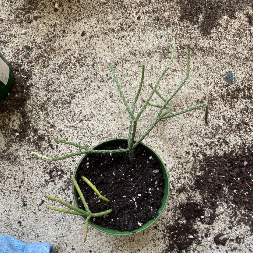 Potted Mistletoe Cactus with visible soil and some yellowing and browning stems.